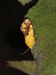 Acontia detrita