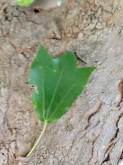 Acer leucoderme