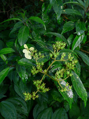Hydrangea chinensis