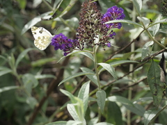 Pontia daplidice