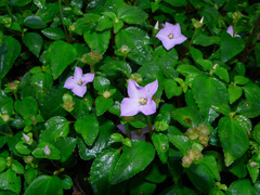 Sarcopyramis napalensis delicata