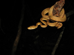 Corallus hortulana