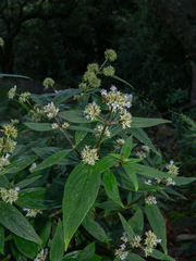Hedyotis