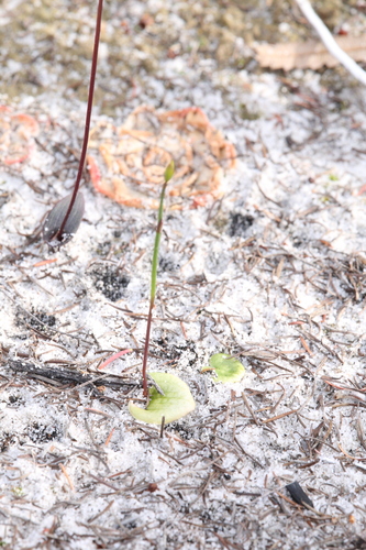 Image of Drakaea elastica by (c) Hugo Innes, some rights reserved (CC BY)