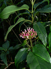 Viburnum urceolatum