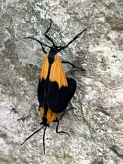 Lycomorpha pholus