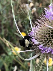 Bombus vosnesenskii