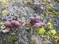 Laccaria amethysteo-occidentalis
