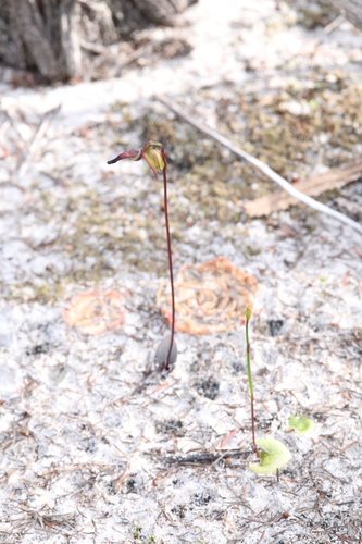 Image of Drakaea elastica by (c) Hugo Innes, some rights reserved (CC BY)