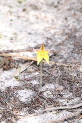 Caladenia flava flava