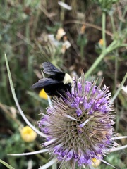 Bombus vosnesenskii