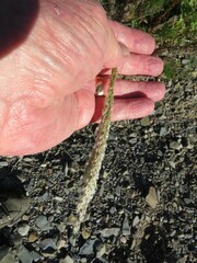 Digitaria californica