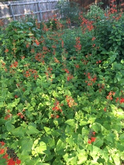 Salvia coccinea