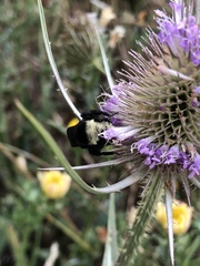 Bombus vosnesenskii