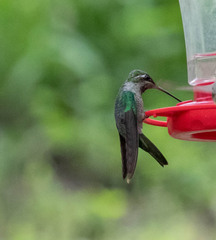 Eugenes fulgens