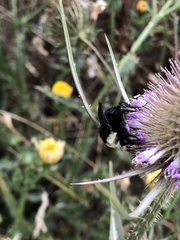 Bombus vosnesenskii