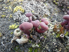 Laccaria amethysteo-occidentalis