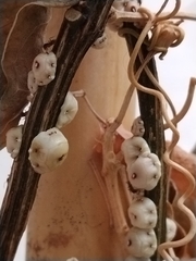 Ceroplastes