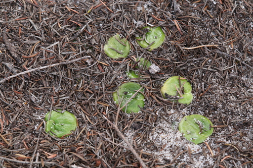 Image of Drakaea elastica by (c) Hugo Innes, some rights reserved (CC BY)