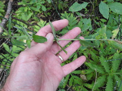 Epilobium parviflorum