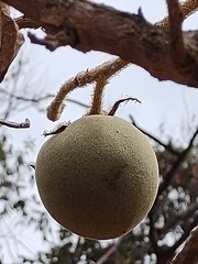 Leptostemonum