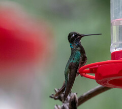 Eugenes fulgens
