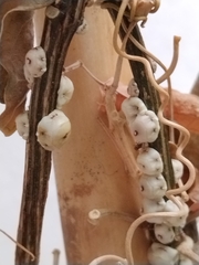 Ceroplastes
