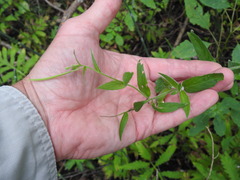 Epilobium parviflorum