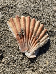 Pecten jacobaeus