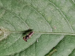 Sphyracephala hearseiana