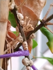 Ceroplastes