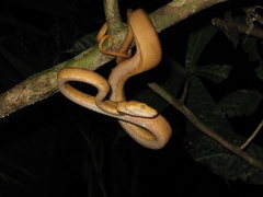 Corallus hortulana