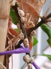 Ceroplastes
