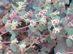 Euphorbia melanadenia