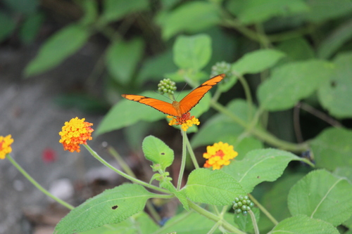 Julia butterfly