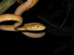Corallus hortulana