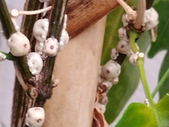 Ceroplastes