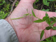 Epilobium parviflorum