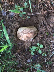 Calvatia craniiformis
