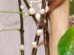 Ceroplastes