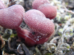 Laccaria amethysteo-occidentalis