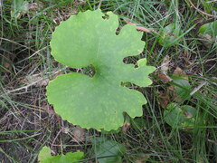 Sanguinaria canadensis