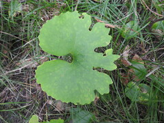 Sanguinaria canadensis