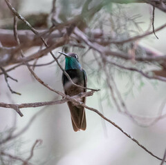 Eugenes fulgens