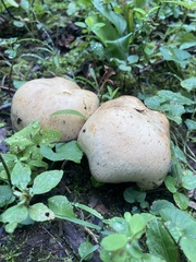 Lactarius pubescens