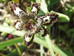 Ferraria crispa