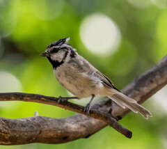 Baeolophus wollweberi