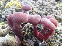 Laccaria amethysteo-occidentalis