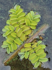 Salvinia natans