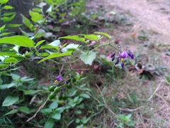 Solanum dulcamara